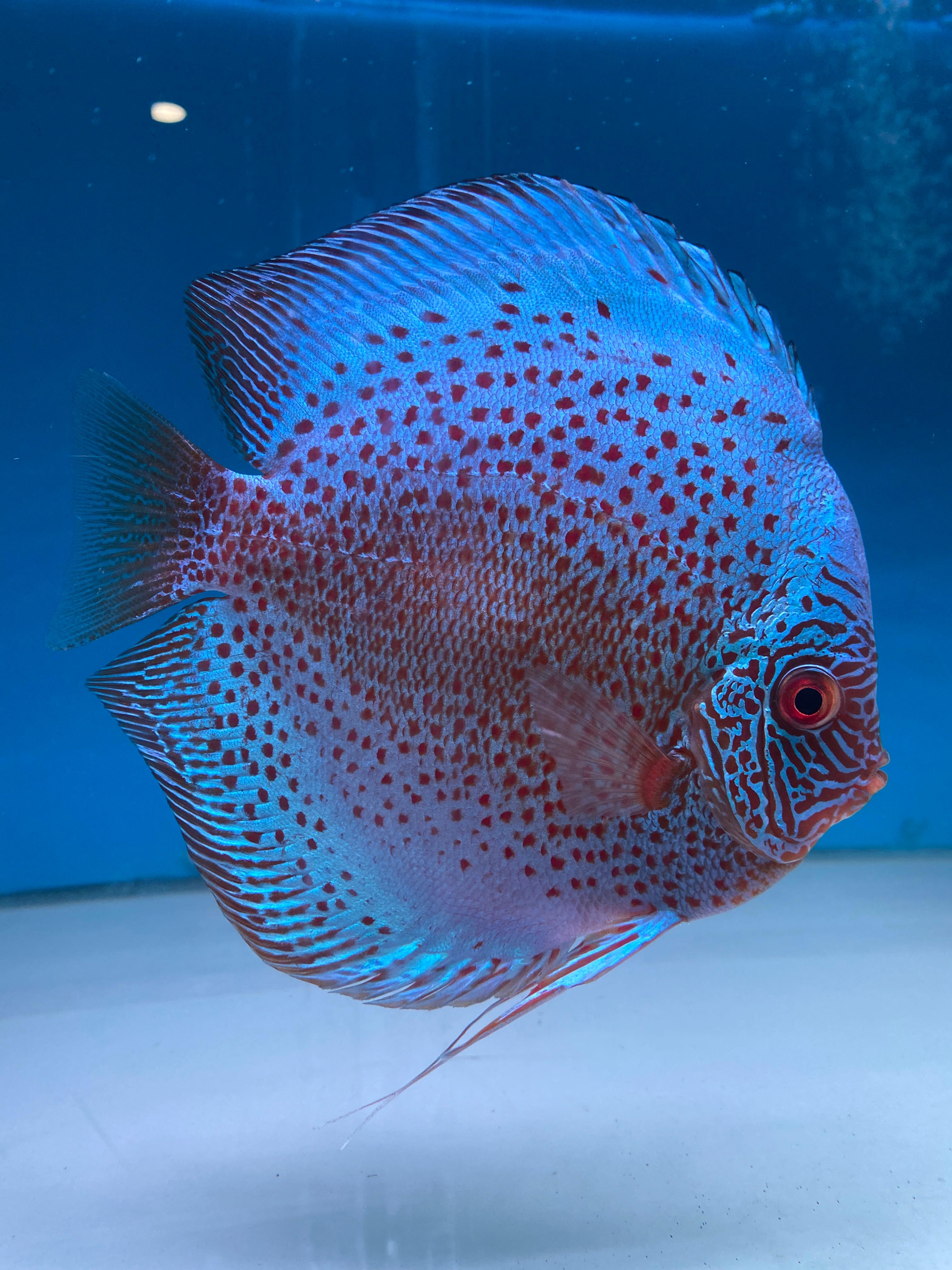 Blue Scorpion Discus